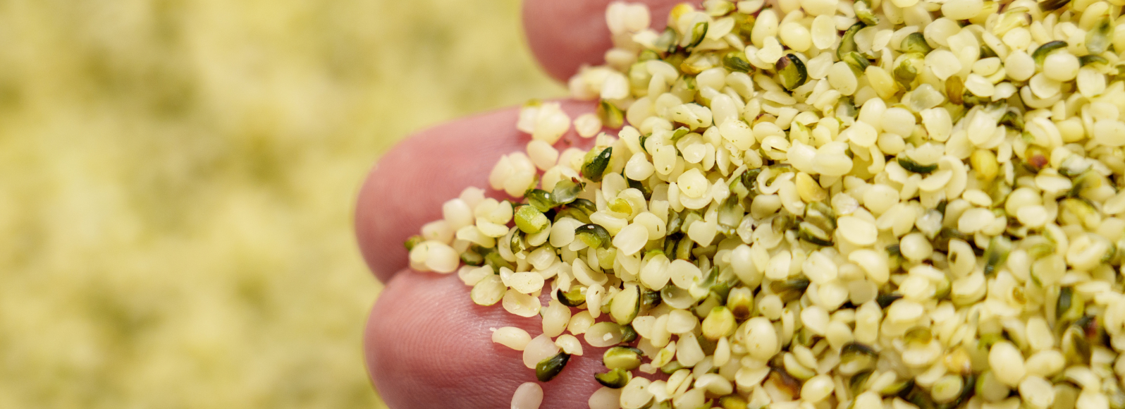 Jak se konopné semínko dostane na váš stůl?