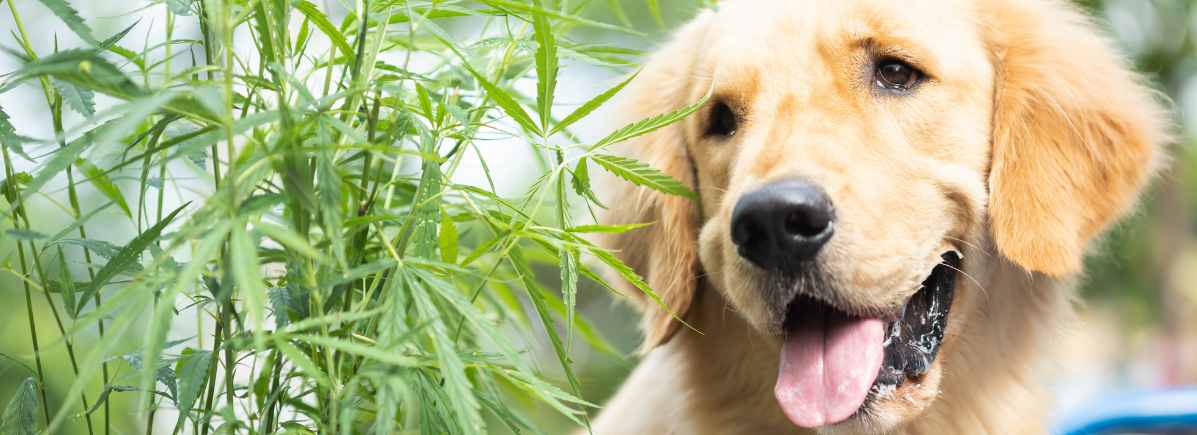 Konopné semínko pro zvířecí členy rodiny