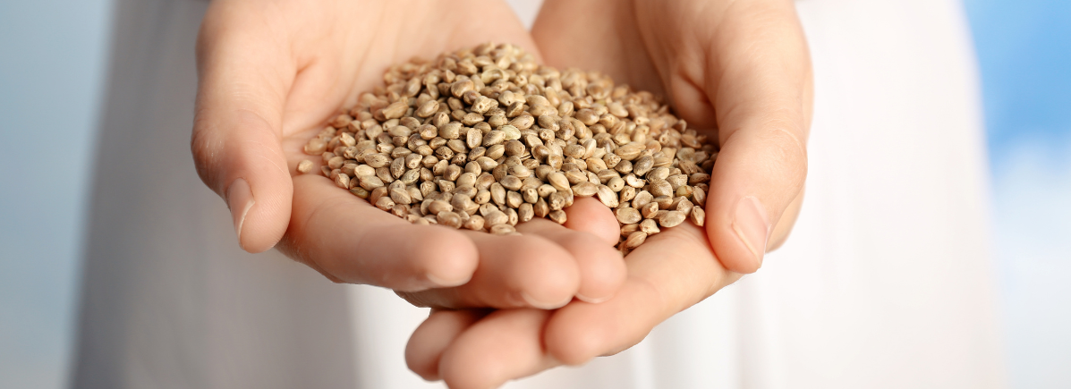 Konopné semínko na rekonvalescenci